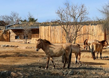 Výstavba v rámci expozice Gobi v Zoo Praha - CZ