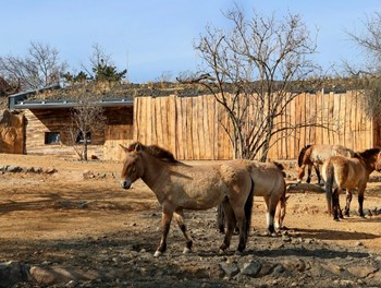 Výstavba v rámci expozice Gobi v Zoo Praha - CZ